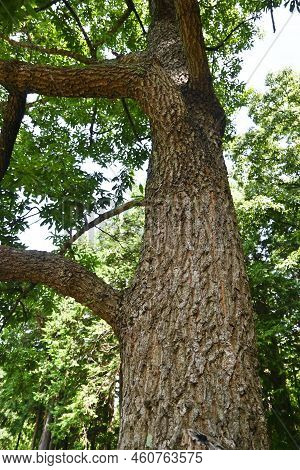 Sawtooth Oak Tree. Fagaceae Deciduous Tree. Insects Such As Beetles Gather In Search Of Sap From The