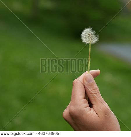 Quarter Of A Dandelion Being Blown Away