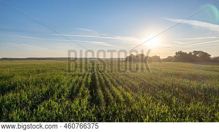Low Altitude Aerial Photo Of Maize Or Corn, A Cereal Grain Which Has Become A Staple Food In Large P