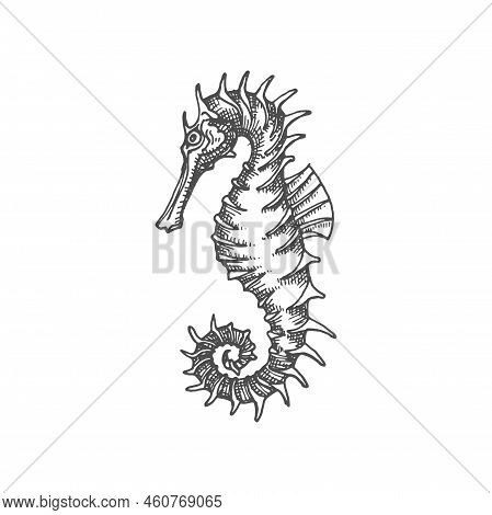 Marine Seahorse Isolated Small Fish With Curved Tailman Striped Body And Spikes. Vector Sea Horse Aq