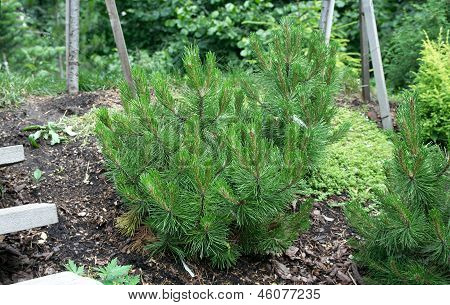 Pinus Leucodermis 'kompakte Gem'