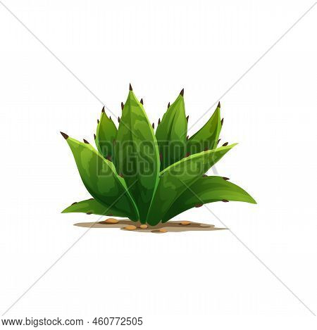 Agave Americana Sentry Plant Growing In Sand With Rocky Stones Isolated Cartoon Icon. Vector Maguey 