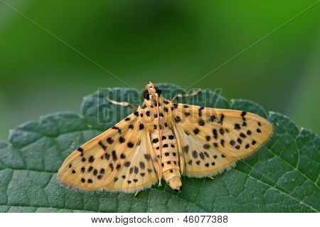 Dichocrocis Cnaphalocrocis
