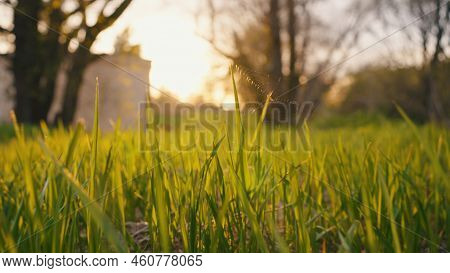 Fresh Green Grass In Early Morning At Sunrise. Trees And Building On Background. High Green Grass St