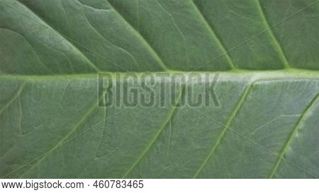 Background Image And Natural Pattern Of The Plant Xanthosoma Taioba Also Known As Elephant Plant