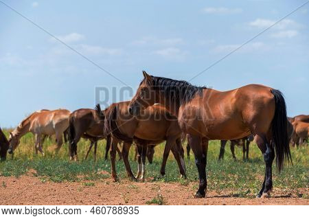 Heard Of Wild Horses Or Mustangs In Summer Steppe