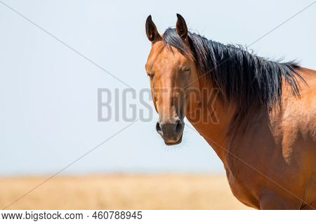 Close-up Portrait Of Wild Stallion In Summer Steppe