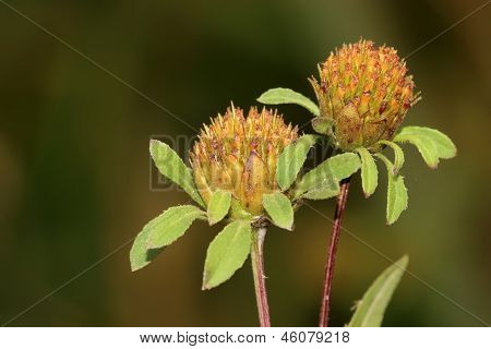 Eclipta Prostrata