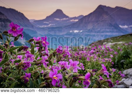 Lewis Monkeyflowers Bloom Along Highline Trail With Mount Oberlin In The Distance In Glacier Nationa