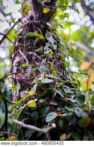 Creeping Figs Are Small Leafy Plants That Cover The Walls Of The House And Decorate The Walls Of The