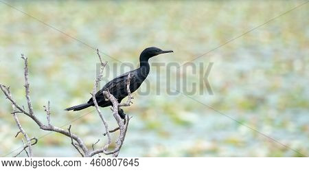 Blue Eyed Indian Shag Bird Perch On A Bare Branch Near The Lake.