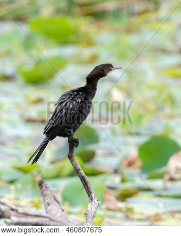 Blue Eyed Indian Cormorant Bird Perch On A Stick Over The Vegetation In The Lake At Anuradhapura.