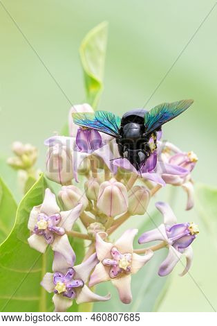 A Beautiful Tropical Carpenter Bee Drinking Nectar From The Milky Weed Flowers.