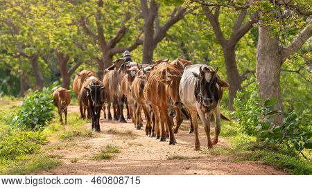 Cattleman And The Livestock Walking On The Gravel Road. Rural Villages And Cultural Scenery In Anura