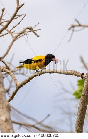 Black-hooded Oriole Bird Perch On A Branch And Eating A Worm.