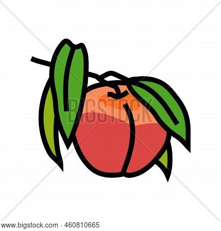 Branch Nectarine Fresh Color Icon Vector. Branch Nectarine Fresh Sign. Isolated Symbol Illustration