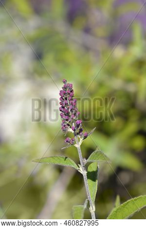 Summer Lilac Flower Buds In The Summer