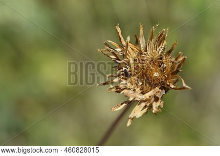 Single-flowered Sawwort Seed Head In The Summer