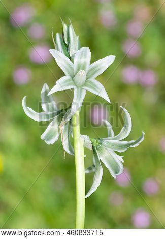 Photos Of Various Wild Plants And Wild Flowers