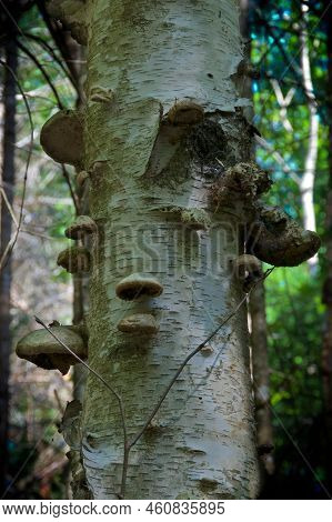An Old White Birch Tree In Wild Forest In Wilmington New York With Peeling Bark Has Many Birch Polyp