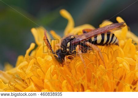 Closeup Of A Colorful Yellow Male Lathbury's Nomad Bee, Nomada Lathburiana On A Yellow Dandelion, Ta