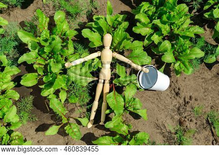 Growing Young Beets In The Garden. The Concept Of Harvesting With A Wooden Dummy, Selective Focus