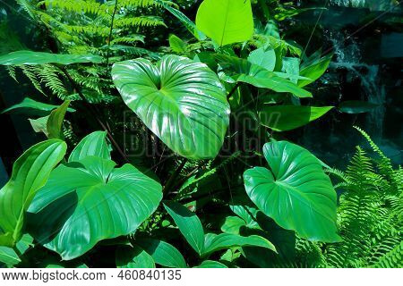 Homalomena Rubescens ,homalomena And Fern In The Garden