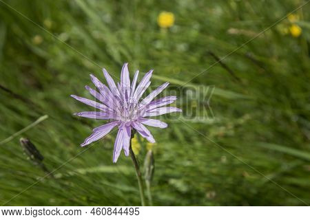 Scorzonera Purpurea Var. Rosea Is A Genus Of Flowering Plants In The Tribe Cichorieae Within The Fam
