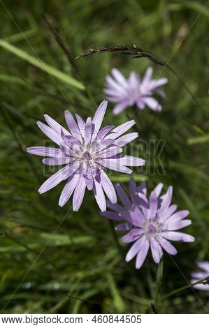 Scorzonera Purpurea Var. Rosea Is A Genus Of Flowering Plants In The Tribe Cichorieae Within The Fam