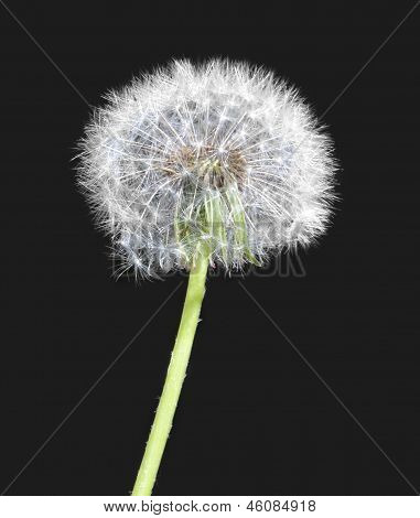 Blowball