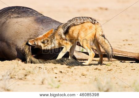 Jackal syöminen ruho