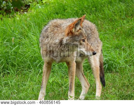 Coyote At Parc Omega In Montreal, Canada