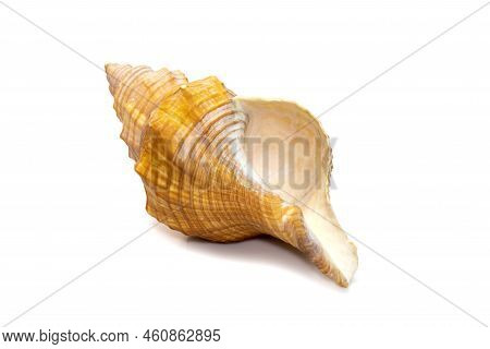 Image Of Trapezium Horse Conch / Striped Fox Conch Seashell (pleuroploca Trapezium) Isolated On Whit