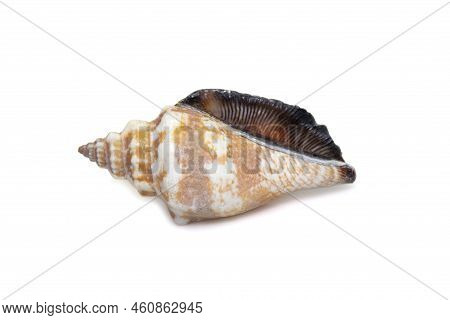 Image Of Canarium Urceus Is A Species Of Sea Snail, A Marine Gastropod Mollusk In The Family Strombi