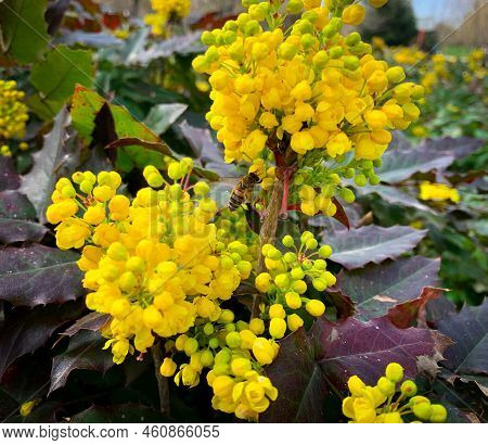 Honey Bee Collecting Pollen From Flowers Of Oregon Grape Also Known As Tall Oregon Grape, Mountain G
