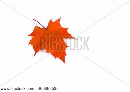 Background Of Yellow Maple Leaves With Space For Text On A White Background. Autumn Leaf Background.