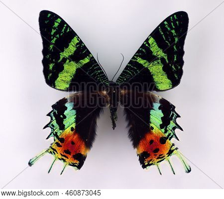 Unusual Shape Multicolor Butterfly Urania Ripheus Isolated On White Close Up. Collection Butterflies