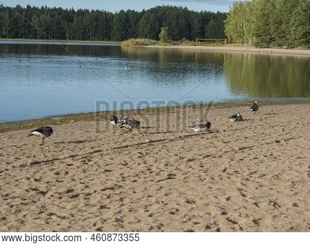 Sand Beach At Strandstuvikens Camping Near Nykoping, Sweden With Barnacle Goose Birds. Shore Of Balt