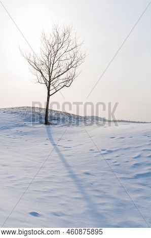 Barren Trees On A Snow Covered Landscape In Waterbury Center Vermont