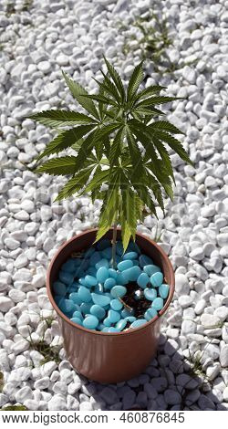 A View Of Marjuana Plant In A Garden