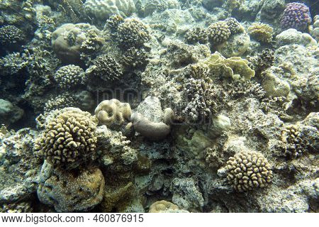 A View Of The Coral Reef