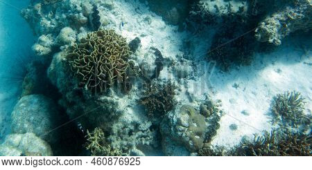 A View Of The Coral Reef