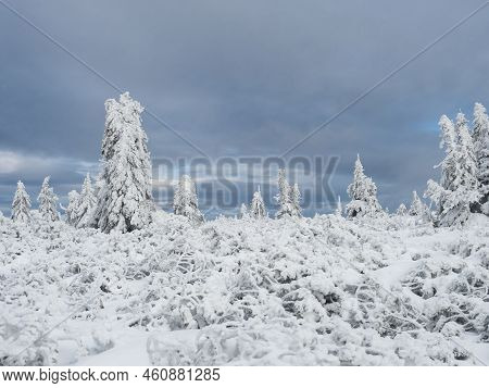 View Of Winter Landscape With Snowy Spruce Tree Forest With Snow Covered Conifers. Krkonose Mountain