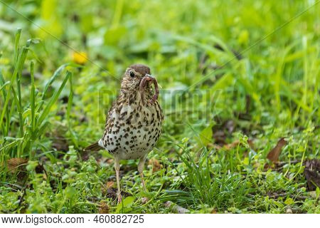 A Young Female Blackbird Is On The Ground Looking Around.