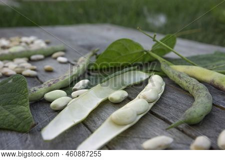 Green Beans On Wooden Tablel. Concept Autumn Is Coming