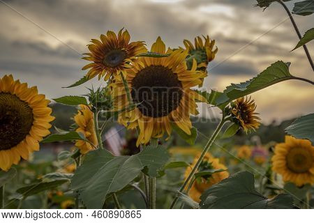 A Summer Evening At Liberty Farms Sunflower Maze