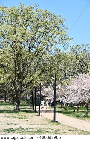 Washington Dc - Apr 4: Cherry Blossom Trees Along The Tidal Basin In Washington Dc, As Seen On April