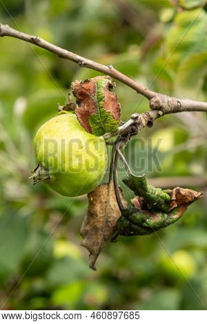 Rosy Leaf-curling Apple Aphids, Dysaphis Devecta, Apple Tree Pest. Detail Of Affected Leaf