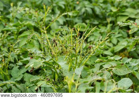 Potato Cultivation Destroyed By Larvae And Beetles Of Colorado Potato Beetle, Leptinotarsa Decemline