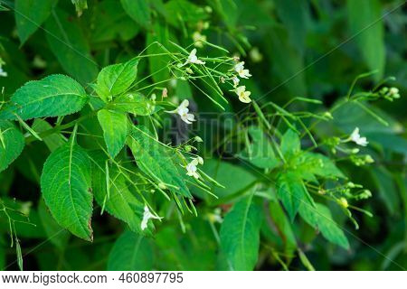Impatiens Parviflora, Small Balsam A Plant That Likes Shade